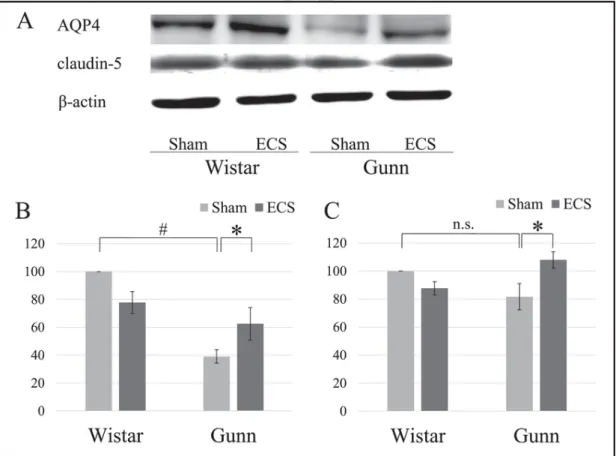 Fig. 5. Effect of ECS on the expression of AQP4 and claudin-5 in the hippocampus of normal rats and Gunn rats