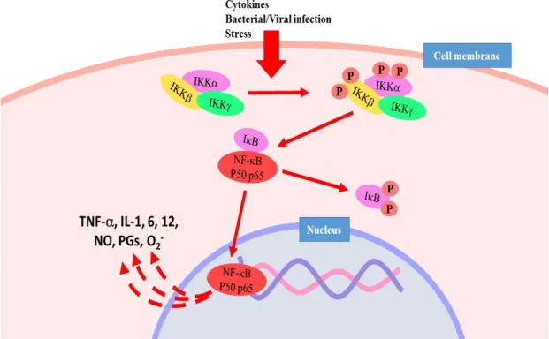Figure 2. Activation of NF-B pathway. 
