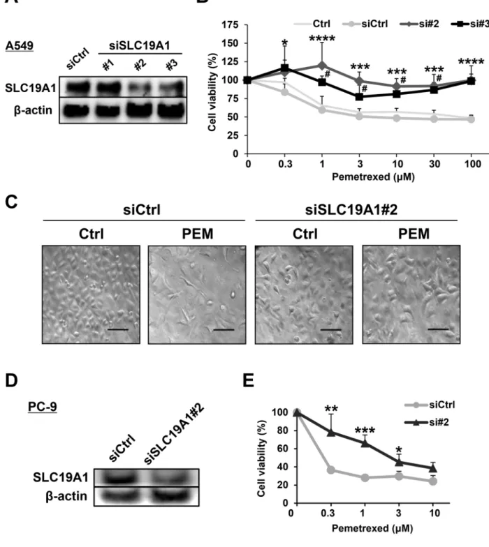 Figure 4: SLC19A1 negatively regulates PEM-sensitivity in NSCLC cell lines.  (A) Three types of SLC19A1 siRNAs and  negative control siRNA were transfected into A549 cells, and the SLC19A1 protein levels were examined by immunoblotting