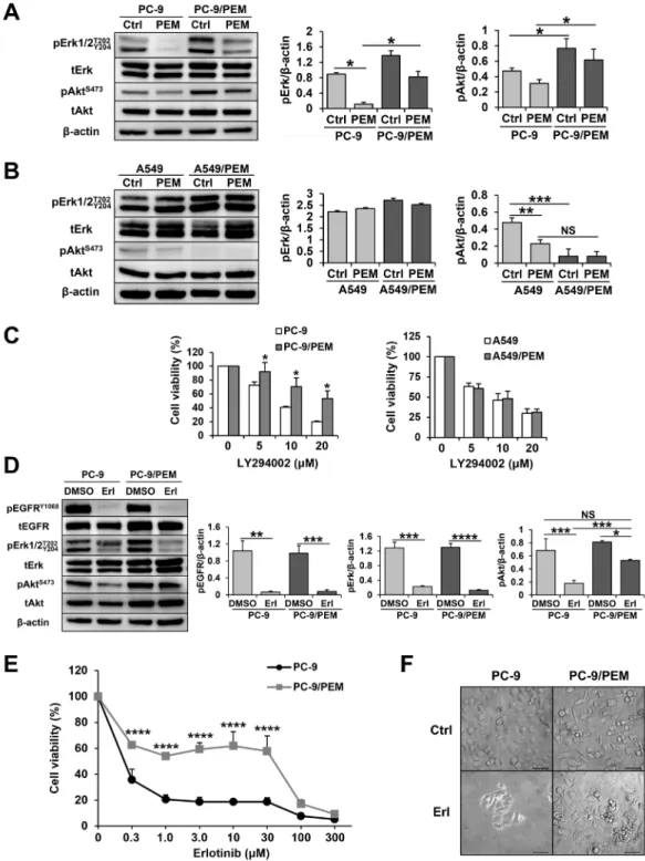 Figure 5: PEM treatment bestows EGFR-independent PI3K-Akt signaling activation on PEM-resistant PC-9 cells