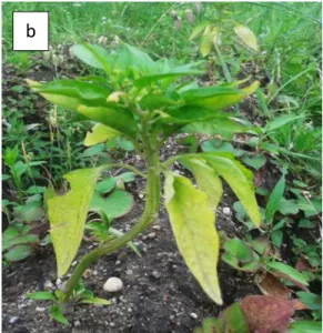 Figure  17(A).    Growth  and  development  of  small  green  pepper  plant,  a:  T 1   plot,  and  b:                                     Control   plot