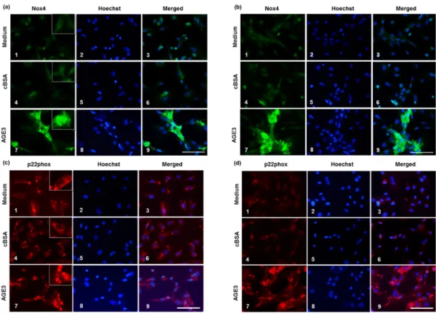 Figure 4. AGE3-BSA increased the mRNA expression of the components of NAD(P)H oxidase