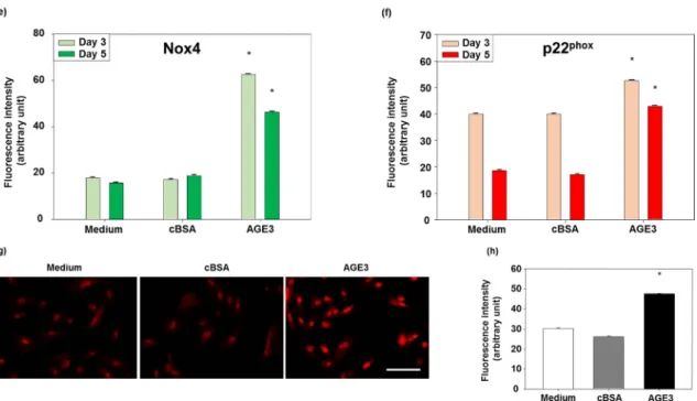 Figure 5. Effects of AGE3 on the protein expression of Nox4 and p22 phox . A7r5 cells were treated with  medium alone, cBSA or AGE3-BSA for three and five days