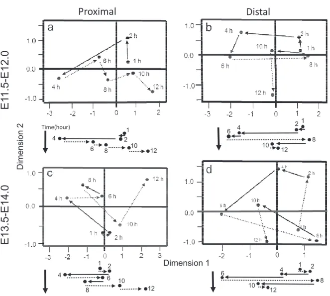 Fig. 3. Two-dimensional representation of the nuclear distribution pattern in the intestinal epithelium at seven time points in the proximal 
