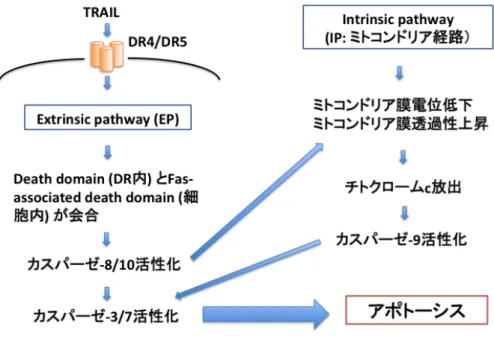 図 1. TRAIL に よ る ア ポ ト ー シ ス シ グ ナ ル 伝 達 