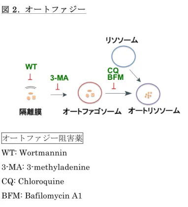 図 2.  オ ー ト フ ァ ジ ー オートファジー阻害薬  WT: Wortmannin  3-MA: 3-methyladenine  CQ: Chloroquine  BFM: Bafilomycin A1     オートファジーとは、細胞質内のタンパク質や損傷した細胞小器官をリソソームで分解す る基本的な異化のプロセスである。オートファジーが誘導されると、まず細胞質内に隔離膜 が形成される。隔離膜は細胞質成分を取り込みながら伸張してオートファゴソームを形成す る。オートファゴソームとリソソームが融
