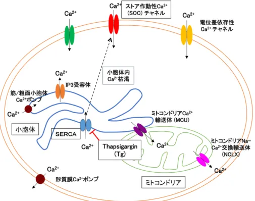 図 4.  ス ト ア 作 動 性 Ca 2+ 流 入   (Store-operated calcium entry: SOCE)        SOCE は小胞体 Ca 2+ の枯渇による、ストア作動性 Ca 2+  (SOC)  チャネルの活性化により起 こる、細胞外からの Ca 2+ 流入のことである。細胞外 Ca 2+ を  EGTA  でキレートし、細胞外 Ca 2+ のない条件下で、小胞体膜に局在する SERCA  ポンプを Thapsigargin (Tg)  で阻害して 小胞体 Ca 2+