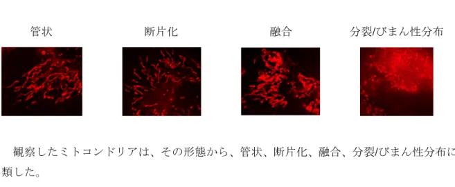 図 6.  ミ ト コ ン ド リ ア 形 態