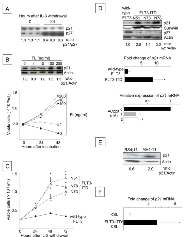 Fig 1. FLT3 Signaling Up-regulates p21 Cdkn1a Expression in Ba/F3 Cells. (A) Expression of p21 and p27 in Ba/ F3-FLT3 cells before and after IL-3 withdrawal