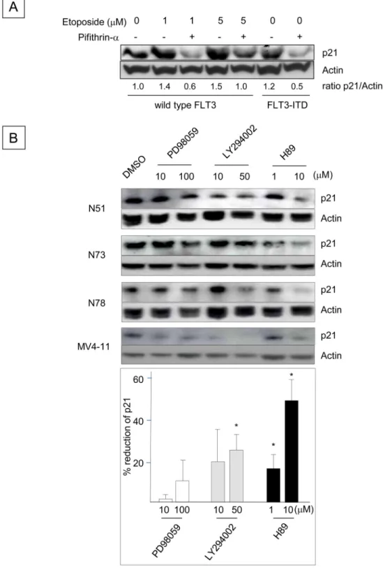 Fig 2. Up-regulation of p21 Expression Induced by FLT3-ITD is Mediated through the p53, PI3 Kinase and PKA Pathways
