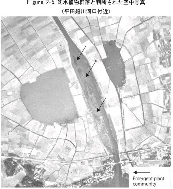 Figure 2-6.抽水植物群落が確認された地点の空中写真の一例.  矢印で示した部分が抽水植物群落． （佐蛇川流入部の中州） 