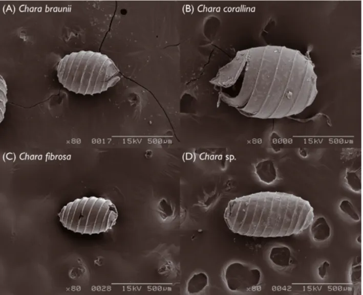 Figure 3-4. SEM による卵胞子の撮影画像 