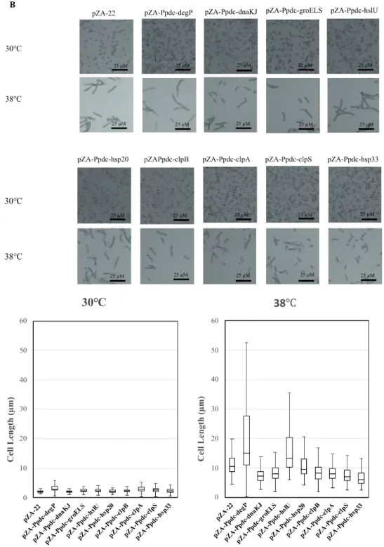 Figure  2.4  Effects  of  increased  expression  of  genes  for  reactive  oxygen  species  (ROS)- (ROS)-scavenging enzymes (RSEs) (A) and heat shock proteins (HSPs) (B) on cell morphology at  the critical high temperature (CHT)