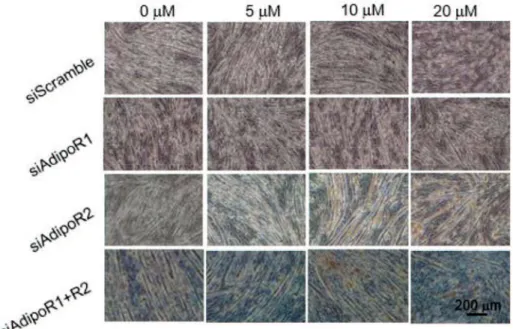 Fig 1.  AdipoRon AdipoR C2C12