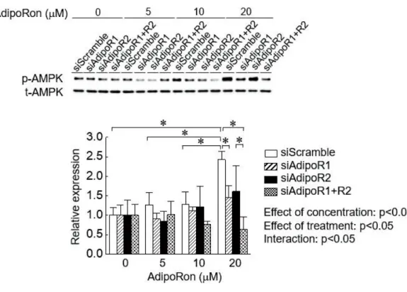 Fig 3. AdipoRon AdipoR AMP AMPK
