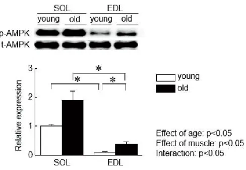 Fig  10.  SOL EDL AMP AMPK A B 1 AdipoR1 C 2 AdipoR2 young 10 old 100 n = 5 Mean±SEM 2 Tukey * p<0.05