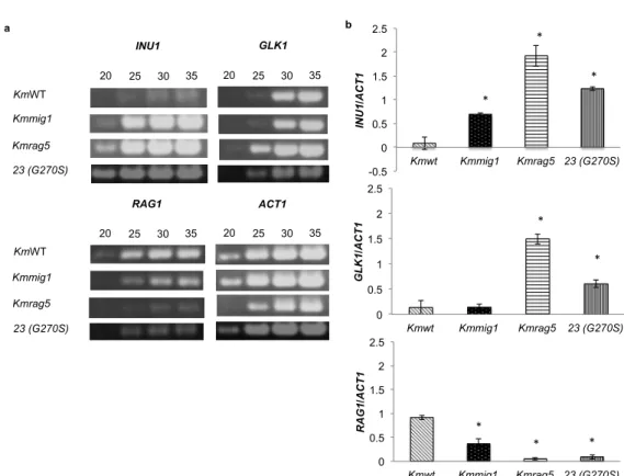 Fig.  2.7  Expression  of  KmINU1,  KmGLK1  and  KmRAG1  in  YPD  under  a  shaking condition