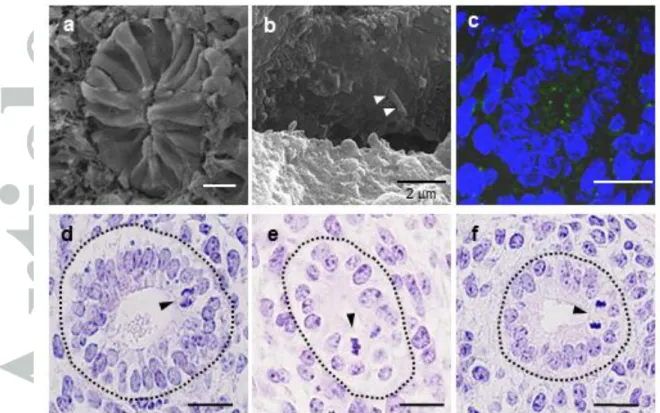 Fig.  2  SEM  (a,  b)  and  light  microscopy  -tubulin  immunostaining  (c,  green)  and  HE  staining (d-f) images  of  pseudostratified epithelia  in  the middle part of the developing  ureter
