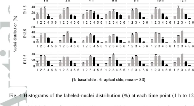 Fig. 4 Histograms of the labeled-nuclei distribution (%) at each time point (1 h to 12 h  after  BrdU-labeling)  of  the  E11.5,  E12.5  and  E13.5  ureter