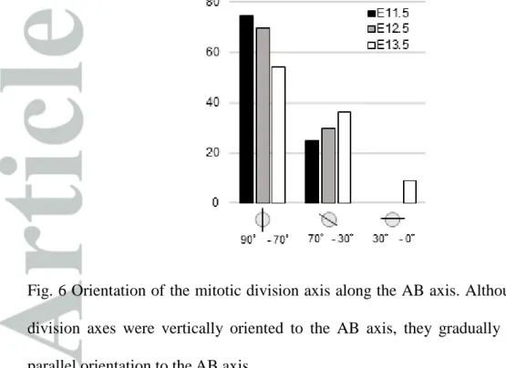 Fig. 6 Orientation of the mitotic division axis along the AB axis. Although most of the  division  axes  were  vertically  oriented  to  the  AB  axis,  they  gradually  tilted  toward  a  parallel orientation to the AB axis
