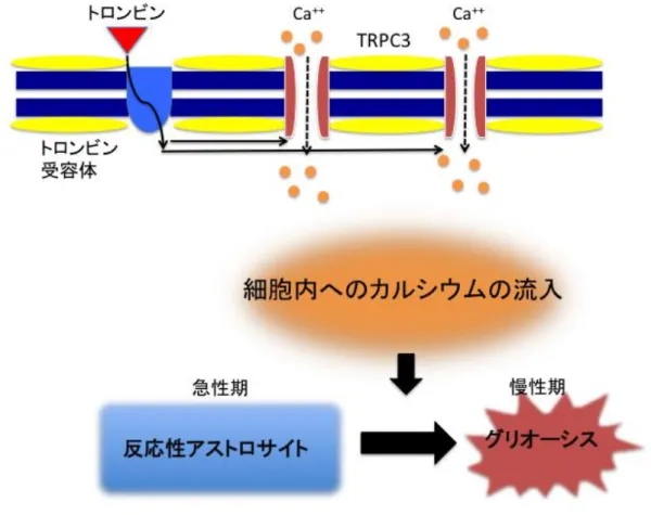 図 2 トロンビン刺激による TRPC3 チャネルの細胞外から細胞内へのカルシウムイオンの 流入
