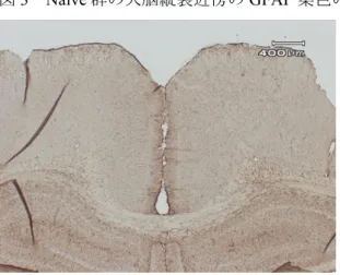 図 3 Naïve 群の大脳縦裂近傍の GFAP 染色の弱拡大