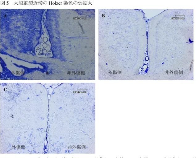図 5 大脳縦裂近傍の Holzer 染色の弱拡大 A ： CCI-Control 群。大脳縦裂を境界にし、外傷側の皮質および皮質下には非外傷側と比較 し陽性細胞が多数認められる。 B ： CCI-MRS2179 群。 CCI-Control 群（ A ）と比較し外傷側と非外傷側で著明に陽性細胞が 減少している。 C ： CCI-Pyr3 群。 CCI-Control 群（ A ）と比較し外傷側と非外傷側で著明に陽性細胞が減少し ている。 A ・ B ・ C ： 30 倍
