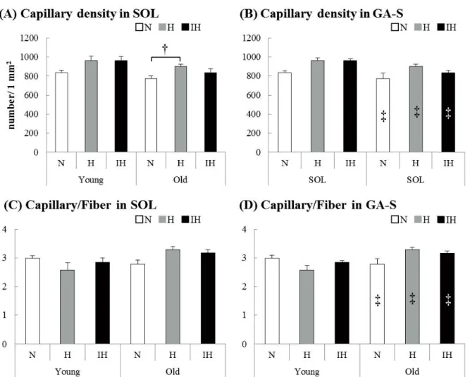 Figure 3 The capillary density (number/ 1 mm2) and capillary-to-fiber ratio of the soleus (A, C) and  superficial portion of the gastrocnemius (B, D) muscles in each experimental group of young and old  mice (N: white bar, H: gray bar, IH: black bar)