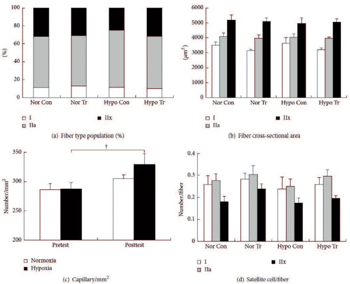 Figure 4 Changes in fiber type population (a), fiber cross-sectional area (b), capillary density (c), and  number  of  satellite  cells  (d)  in  pretest  of  control  (Nor  Con:  normoxic  control;  Hypo  Con:  hypoxic  control) and posttest (Nor Tr: norm