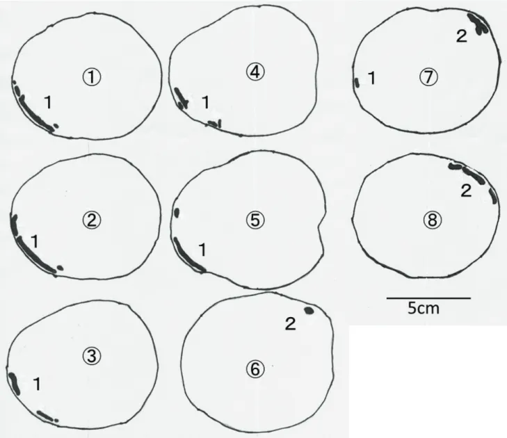 図 2-2 ．ルリボシカミキリ中齢幼虫の食坑道を含むマ テバシイ丸太の連続木口面．玉切りによって得られ たブロックの断面を模写した．  Nos. 1 ～ 8 の順に末口 から元口へ約 2cm 間隔で切断．