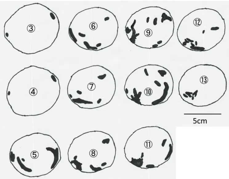 図 2-3 ．ルリボシカミキリ老齢幼虫の食坑道を含むマテバ シイ丸太の連続木口面．玉切りによって得られたブロッ クの断面を模写した． Nos. 3 ～ 13 の順に末口から元口へ約 2cm 間隔で切断．