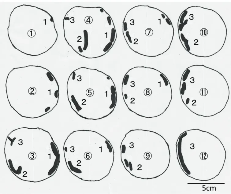 図 2-4 ．ヨツスジトラカミキリ老齢幼虫の食坑道を含む マテバシイ丸太の連続木口面．玉切りによって得られ たブロックの断面を模写した．  Nos. 1 ～ 12 の順に末口か ら元口へ約 2cm 間隔で切断．