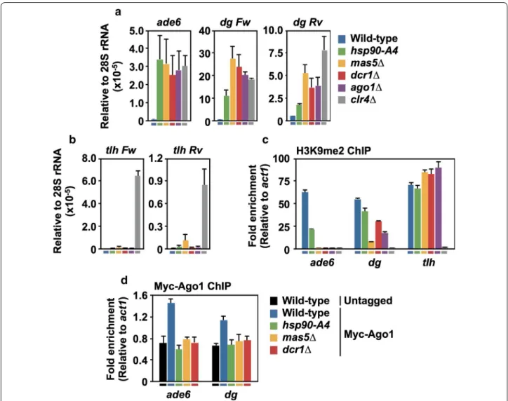Fig. 3  Hsp90 and Mas5 are required for the assembly of heterochromatin at the pericentromere