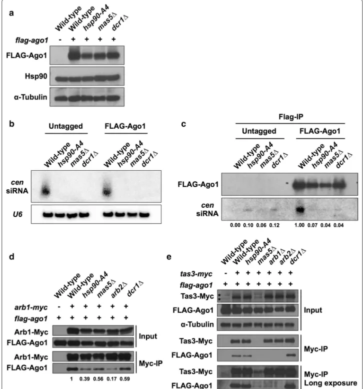 Fig. 4  Hsp90 and Mas5 are required for the formation of siRNA‑containing Ago1 complexes