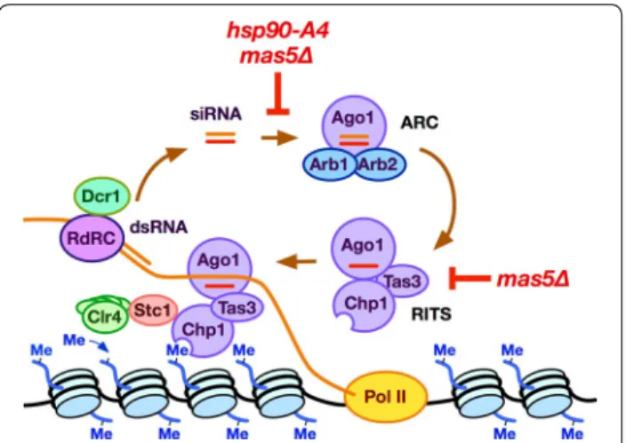 Fig. 5  Model. Formation of the siRNA‑containing complexes  ARC and RITS are key steps in the assembly of RNAi‑dependent  heterochromatin at the pericentromere