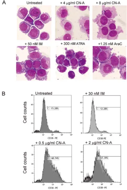 Figure 3. (A) Morphological changes in KU812 cells treated with CN-A. Cells were treated as indicated