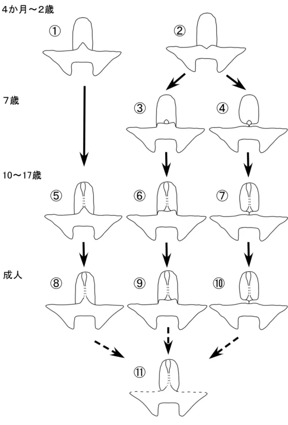 図 12  前頭蓋底の 3 つの骨の関係における出生後の変化 
