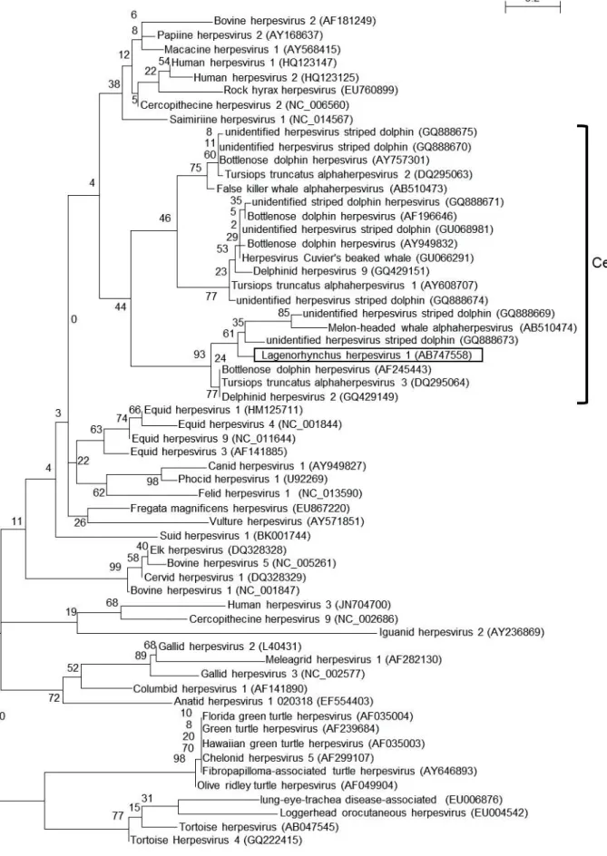 Figure 2-1. Maximum likelihood (ML) tree of alphaherpesviruses using amino acid sequences  of a portion of the DNA polymerase protein.