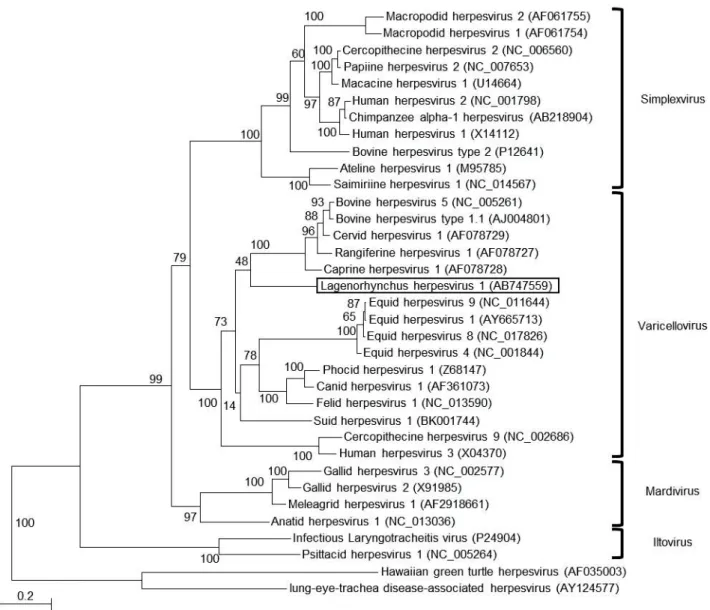 Figure 2-2. Maximum likelihood (ML) tree of alphaherpesviruses using amino acid  sequences  of the envelope glycoprotein B