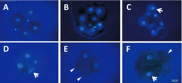 Figure 2.2. Nuclear staining of 4- and 8-cell stage embryos. Normal embryos at the  4-cell stage (A) and 8-cell stage (B)