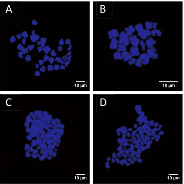 Figure 2.3. Blastomere ploidy in porcine embryos. Metaphase spread from a diploid  (2n) cell with two chromosome sets (A)