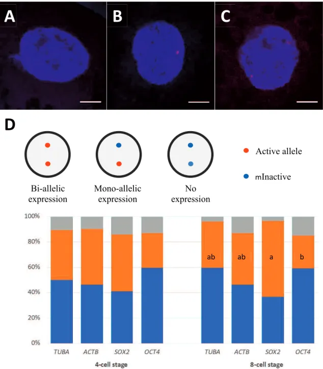 Figure 3.4. Allelic expression pattern of selected gene in porcine embryos. A 4-cell  stage blastomere with no (A), mono-allelic (B), and bi-allelic expression (C) for SOX2