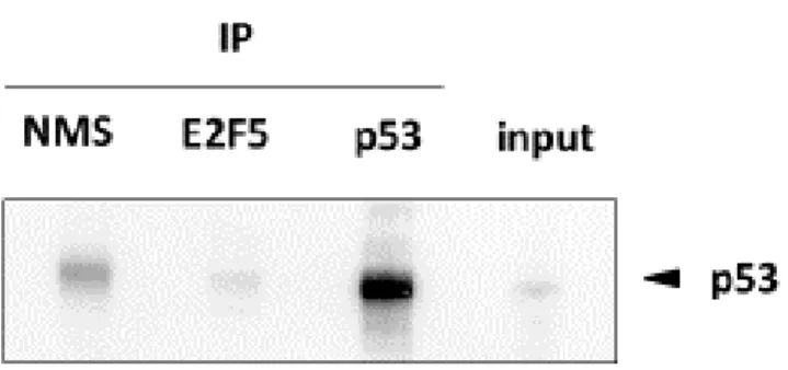 図   8 :  転写因子   E2F5  と   p53  蛋白質の結合状態の解析 ( 免疫沈降試験 ) 