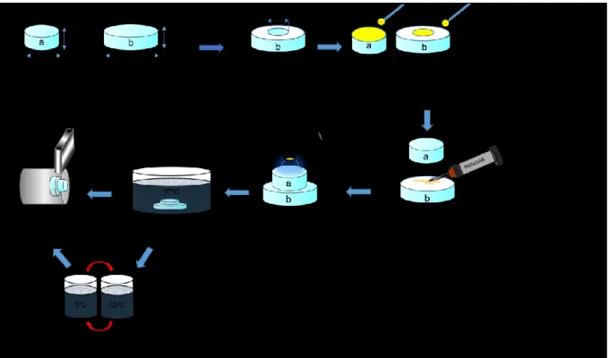 Fig. 1    Procedure for fabrication of the specimens and shear bond test. UP: unpriming, Act: 