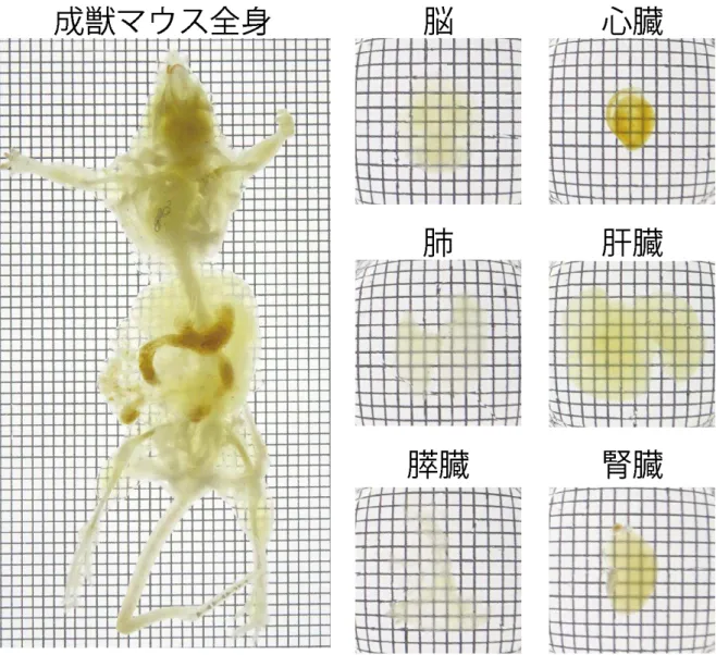 図 . 成獣 全身 全臓器 高度 透明化