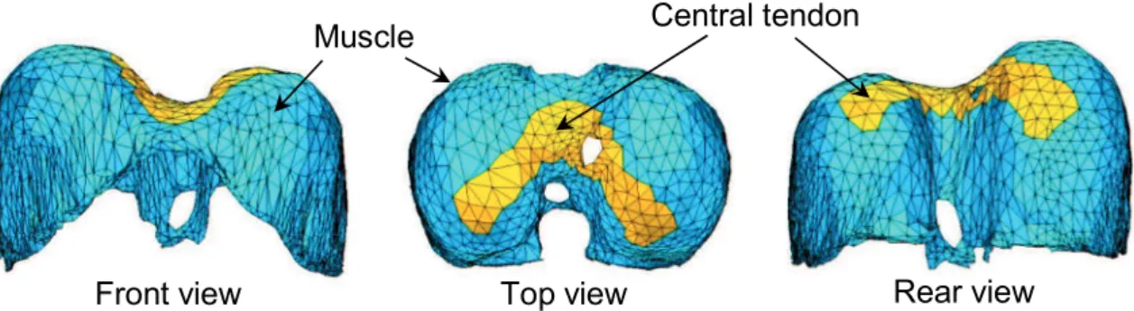 Fig. 1-3 Locations of central tendon and muscles in the diaphragm 