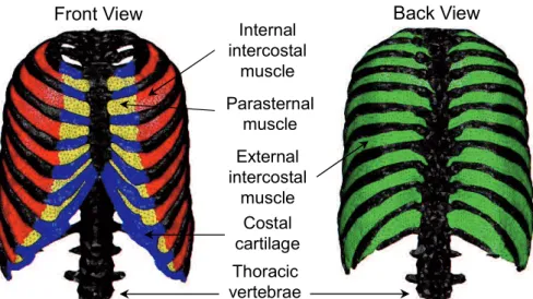 Fig. 2-1 FEM model of the rib cage and intercostal muscles. 