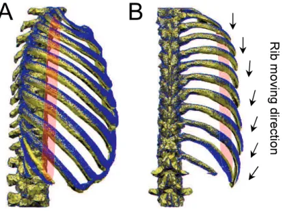 Fig.  2-20  Rib  motion  caused  by  fragment  3  of  internal  interosseous  intercostal  muscles  in  portion  1  (Amplification  factor  4.0;  blue:  before  muscle contraction; orange: after muscle contraction)