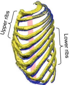 Fig. 2-21 Rib motion caused by fragment 7 of external intercostal muscles  in  portion  2  (Amplification  factor  4.0;  blue:  before  muscle  contraction;  orange: after muscle contraction)