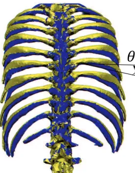 Fig.  3-3  Rear  view  of  inspiratory  rib  motion  generated by  the  intercostal  muscles  (The  orange  shape:  after  muscle  contraction;  the  blue  shape:  before muscle contraction.)